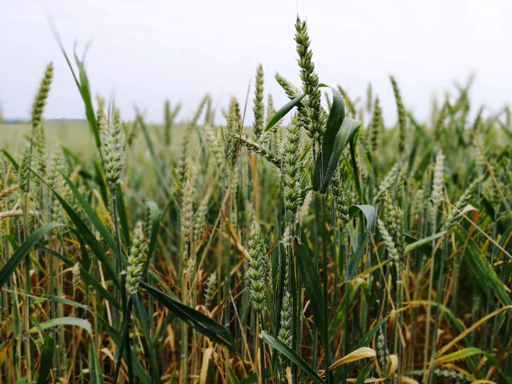 talajéletet és biológiai egyensúly a növények konvencionális és ökológiai gazdálkodásban