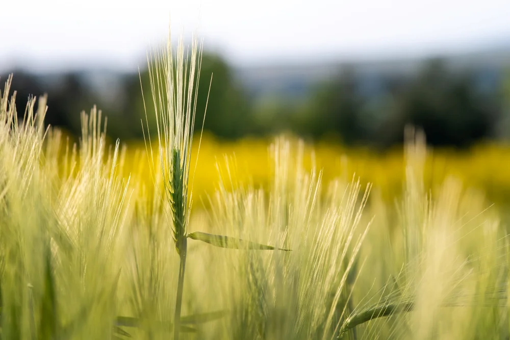 aminosav és mikrobiológiai készítmény együttes használata szántóföldoi növény kultúrákban