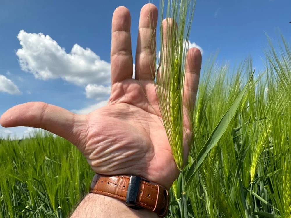 Rokohumin lombtrágya fokozza az anyagcserét, így gyorsabb növekedést tesz lehetővé, elősegíti más tápanyagok beépülését a növény szöveteibe, növeli a gyökérzet aktivitását, ezzel erősítve a víz- és tápanyagfelvételt, javítja a fotoszintézis hatékonyságát, ezáltal növeli a terméshozamot és javítja a minőséget.