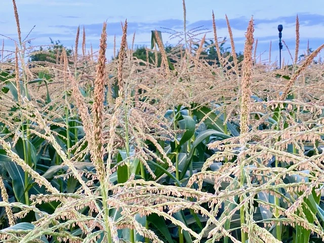 Mikroelemek tavaszi és őszi magágyba dolgozva, zöldtrágyázás vagy tarlóhántás előtt szármaradványra permetezve, majd beforgatva, állománykezeléssel, gyomirtással vagy vetéssel egy menetben