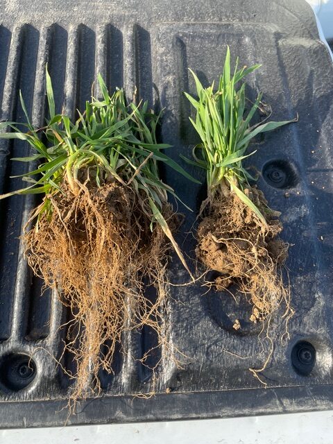 Nagyobb és mélyebb gyökérzet folyékony szerves trágya használattal, extra támogatás a növekedési szakaszban